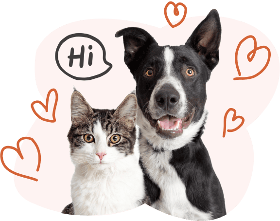 A dog and cat surrounded by hand-drawn lovehearts say 'hi'