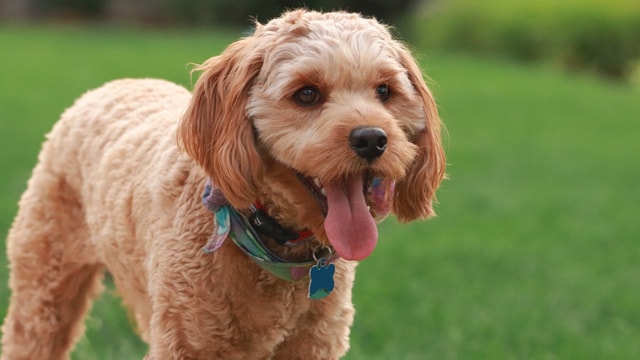 Everything you need to know about Cavapoos | Napo Pet Care
