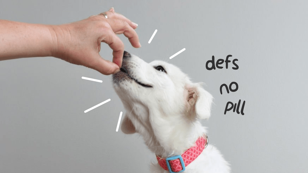 How often do you worm a puppy? Your guide to puppy worming Napo Pet