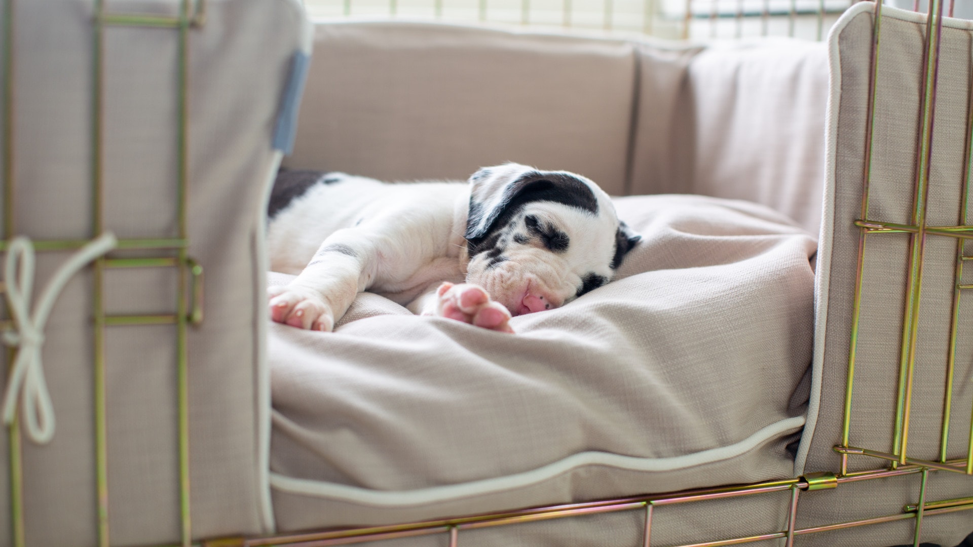 How to stop puppy crying at night & why you shouldn