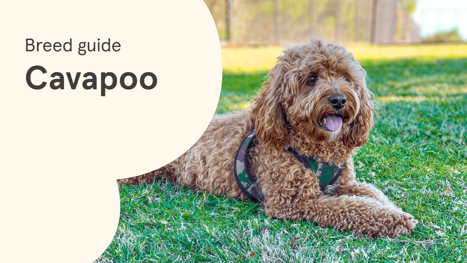 Everything you need to know about Cavapoos | Napo Pet Care