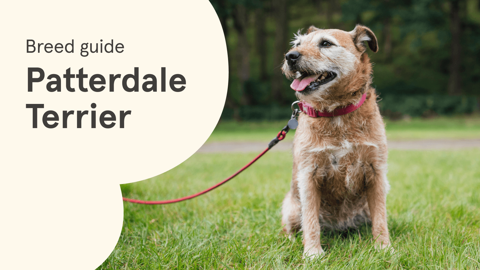 Everything you need to know about Cockapoos | Napo Pet Care