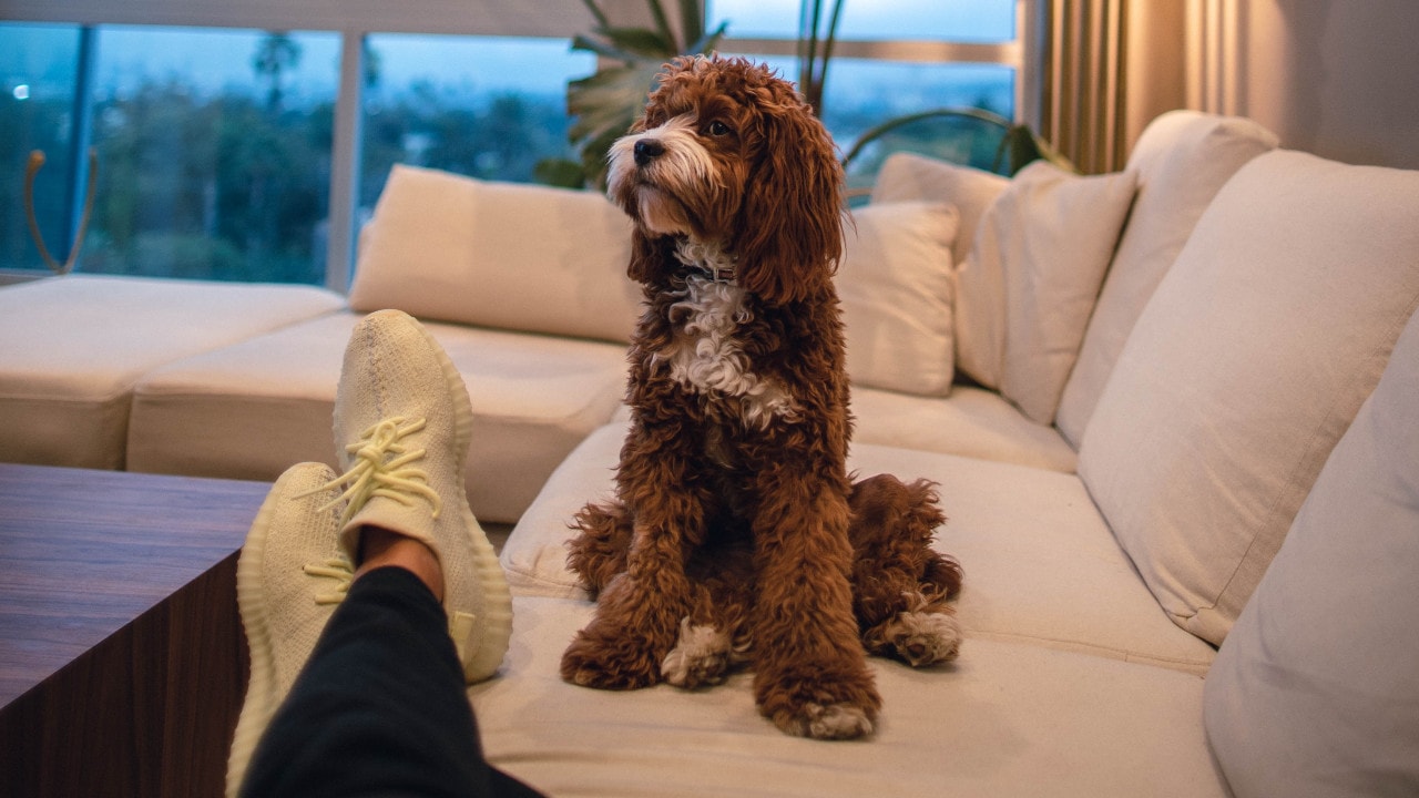 Everything you need to know about Cavapoos | Napo Pet Care