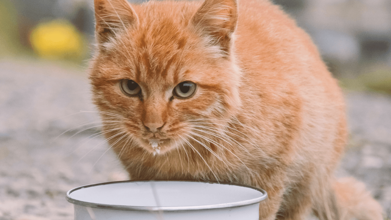 586KB 2001 null null null null null 6 9 2003 null yRJ7xRTfDUqqQM