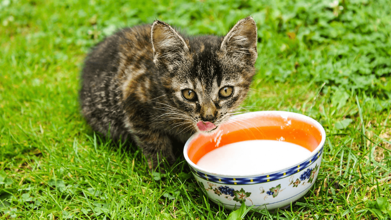 Can cats have condensed milk online