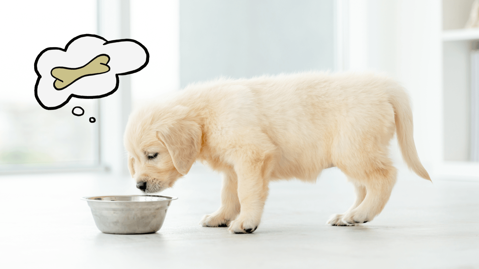 Puppy stopped eating hot sale